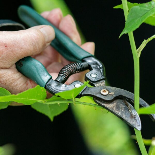 Top Rated Pruning Shears